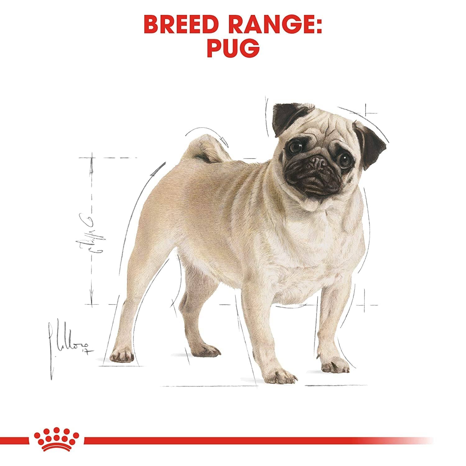 Royal Canin Pug Adult Dry Dog Food 5