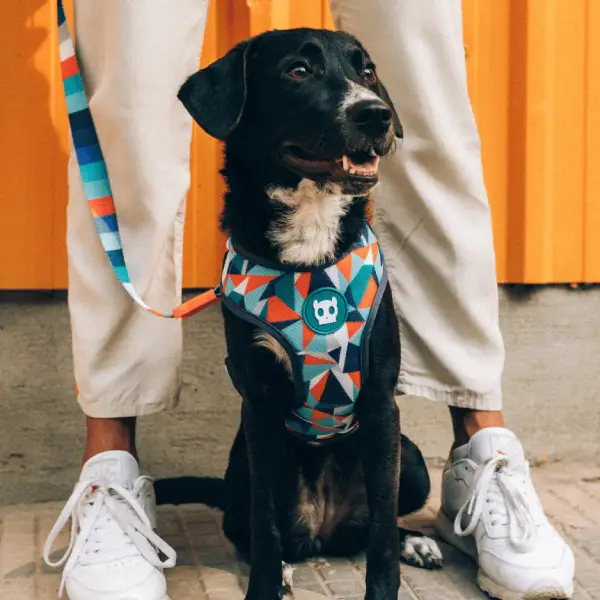 Zeedog Ella Air Mesh Plus Dog Harness - JUSTDOGS