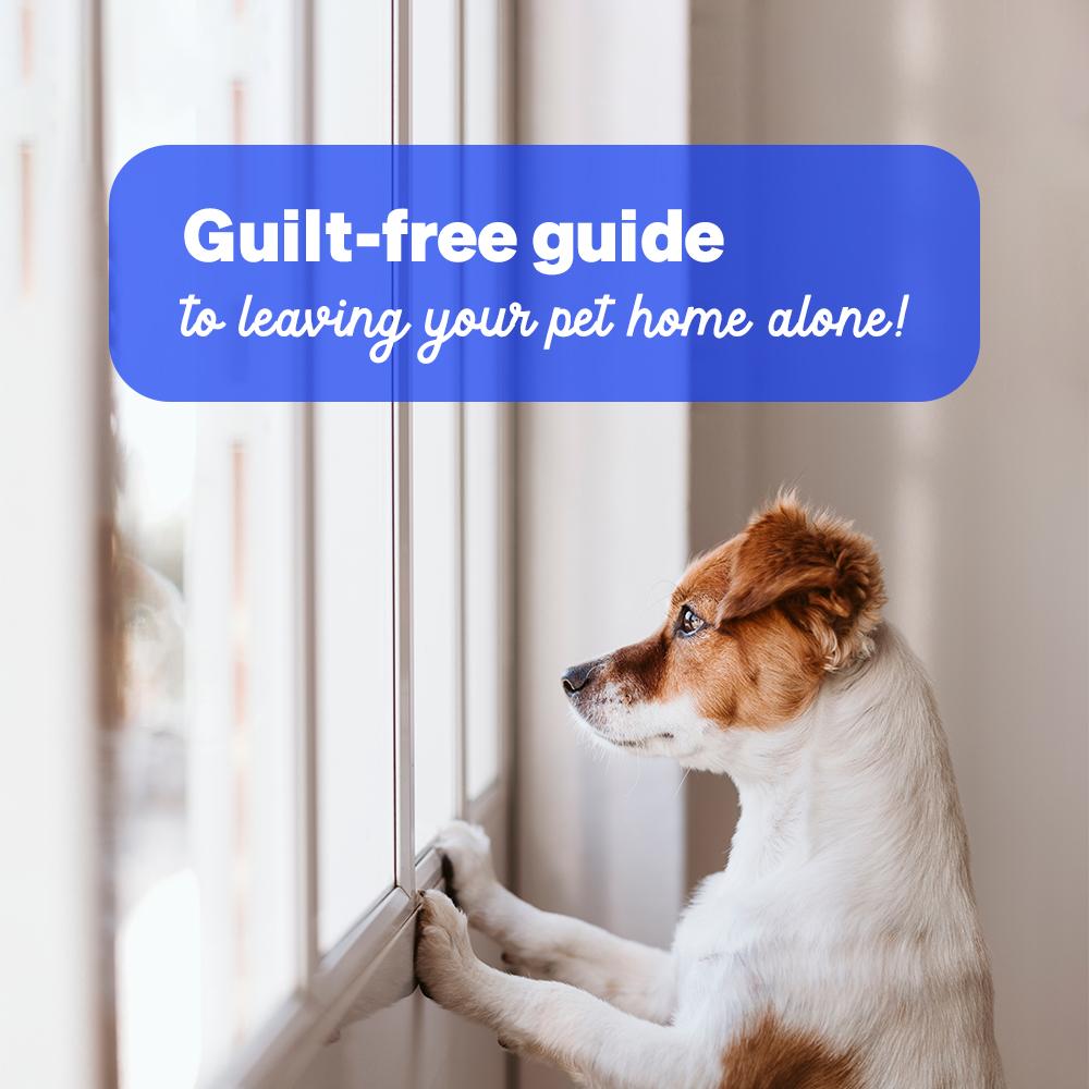 Leaving your dog home alone (a guilt-free guide)