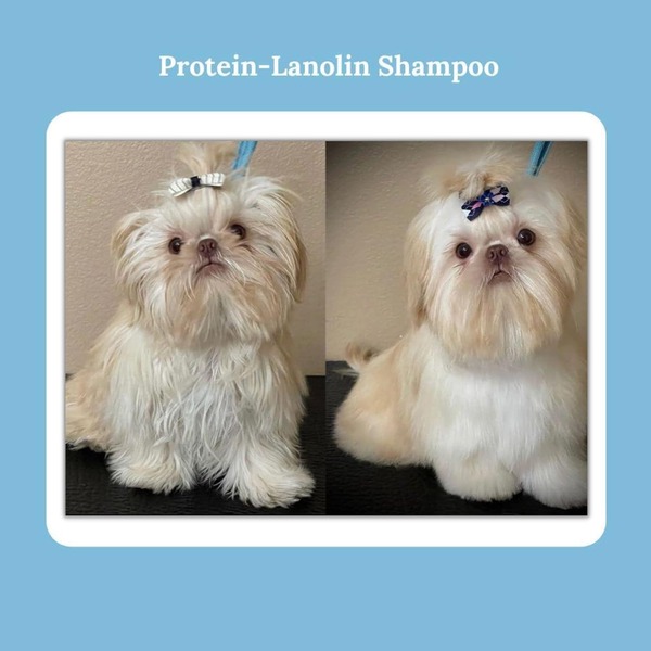 Bio-Groom Protein Lanolin Shampoo Bio-Groom Protein Lanolin Shampoo