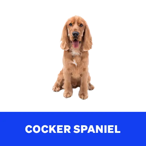 Cocker-Spaniel