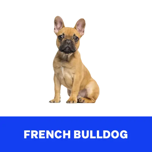 French-Bulldog