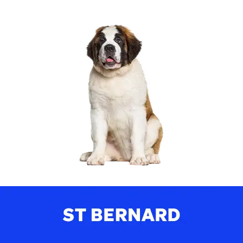 St-Bernard