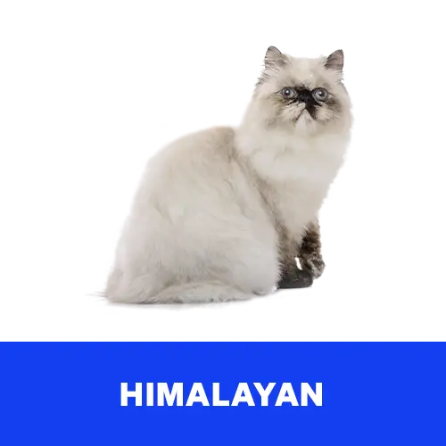 himalayan