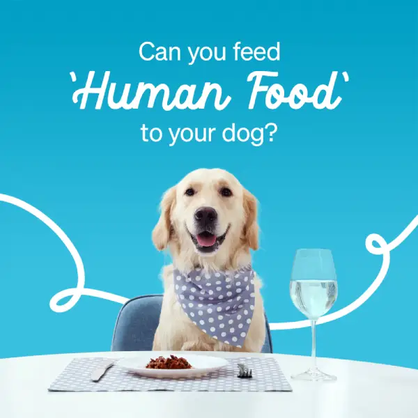https://www.justdogsstore.com/wp-content/uploads/2023/06/can_you_feed_humanfood_to_dogs.webp