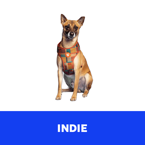 indie (1)