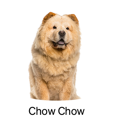 shop-by-breed_ChowChow