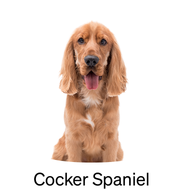 shop-by-breed_Cocker-Spaniel