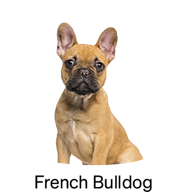 shop-by-breed_French-Bulldog