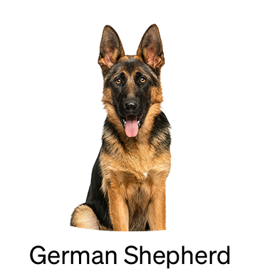 shop-by-breed_German-Shepherd