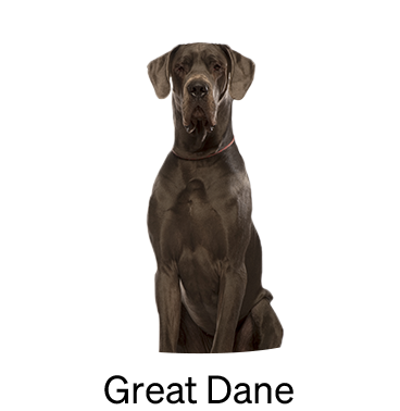 shop-by-breed_Great-Dane