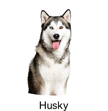 shop-by-breed_Husky