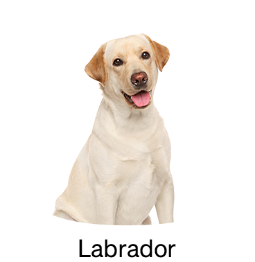 shop-by-breed_Labrador