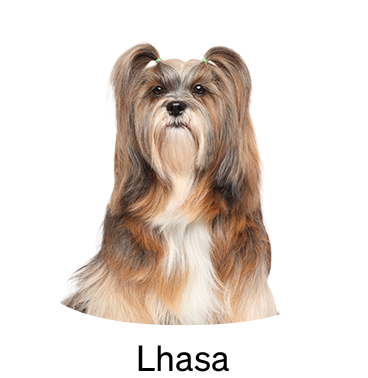 shop-by-breed_Lhasa