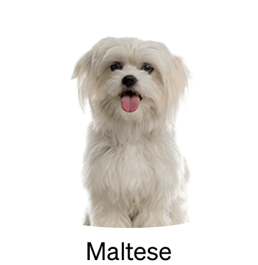 shop-by-breed_Maltese