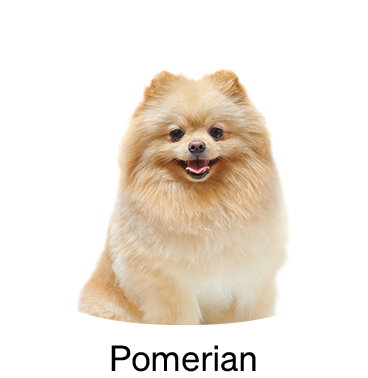 shop-by-breed_Pomerian
