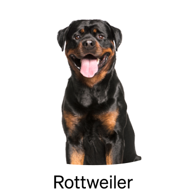 shop-by-breed_Rottweiler