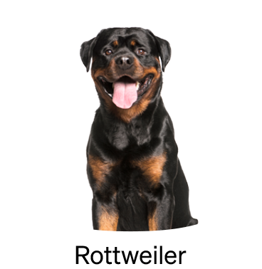 shop-by-breed_Rottweiler