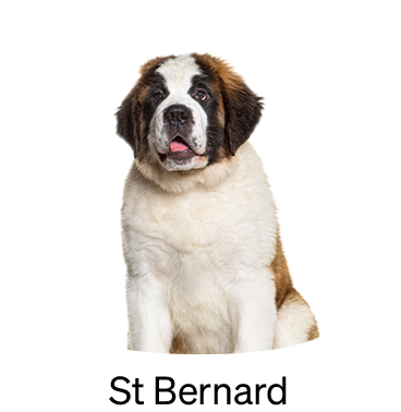 shop-by-breed_St-Bernard