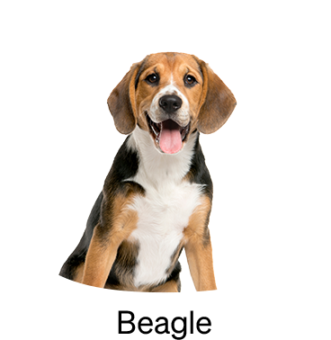 shop-by-breed_beagle