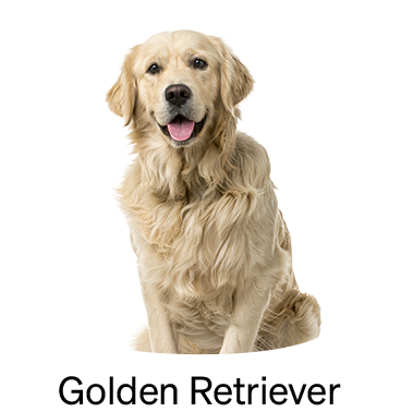 shop-by-breed_goldenretriver