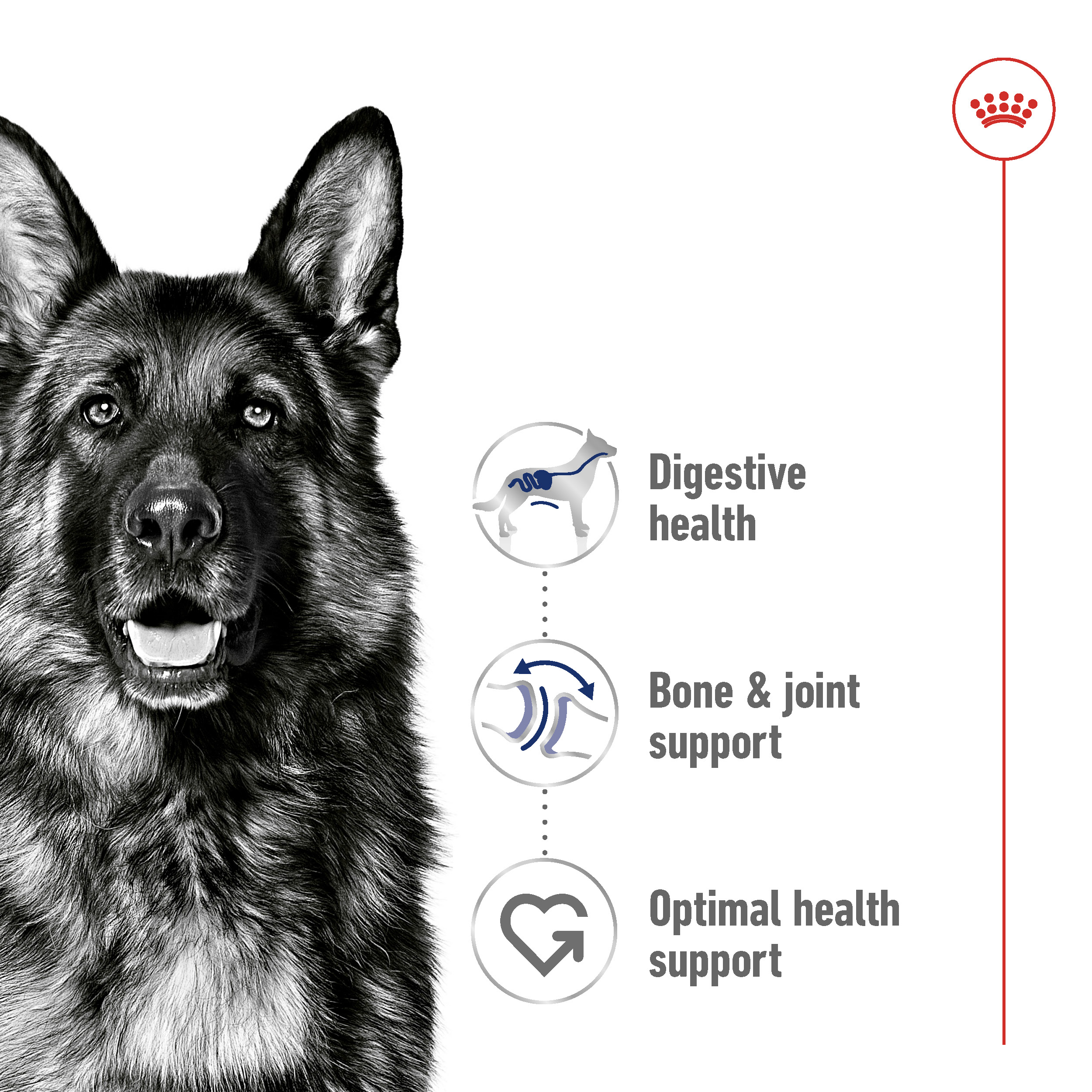 Royal Canin Maxi Adult Wet Dog Food Royal Canin Maxi Adult Wet Dog Food