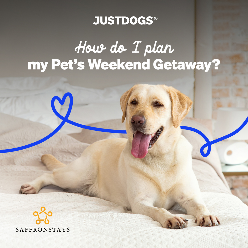 How do I plan for my pet’s weekend getaway?