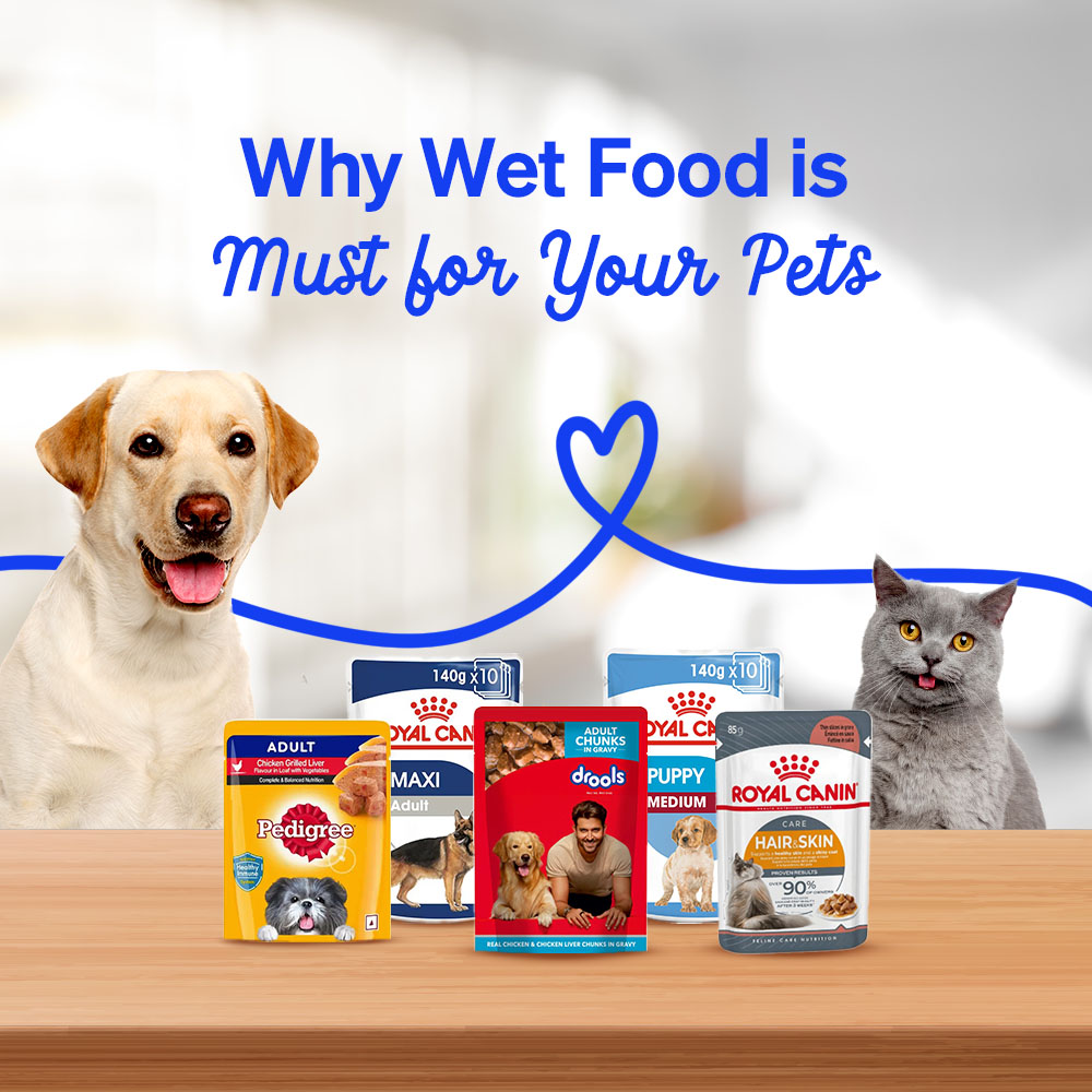Beat the Heat: Why Wet Food is Must for Your Pets