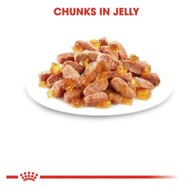 Royal Canin Chunks in Jelly Wet Kitten Food Royal Canin Chunks in Jelly Wet Kitten Food