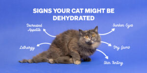 A Complete Guide: How to Prevent Dehydration in Cats