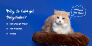 A Complete Guide to Preventing Dehydration in Cats