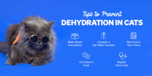 A Complete Guide: How to Prevent Dehydration in Cats