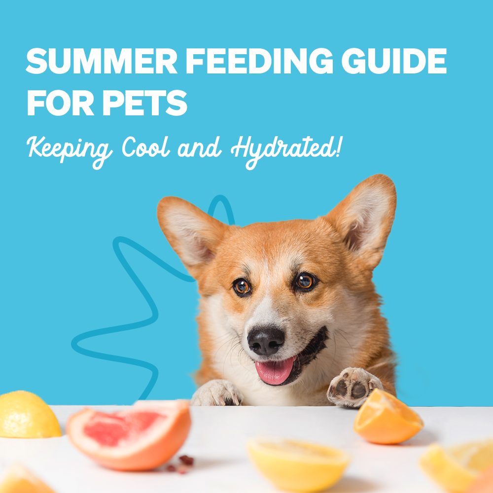 Summer Feeding Guide for Pets: Keeping Cool and Hydrated!
