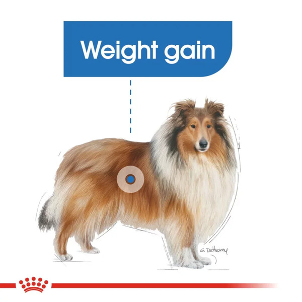 Royal Canin Maxi Light Weight Care Royal Canin Maxi Light Weight Care