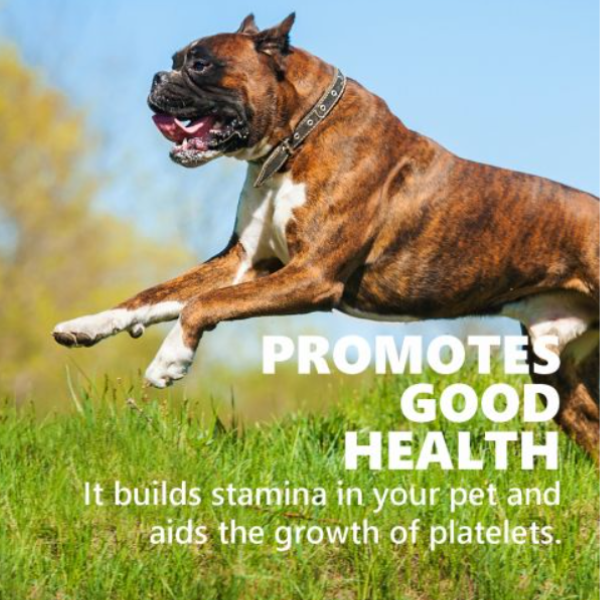 Gnawlers Calcium Sticks Milk Flavour Dog Treats Gnawlers Calcium Sticks Milk Flavour Dog Treats