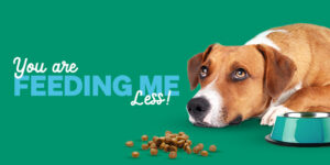 Are You Feeding Your Dog Enough? - Blog