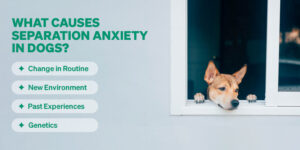 Blog - Separation anxiety in dogs is more than just a behavioural issue; it's a heart-wrenching cry for comfort and assurance from our furry companions. Our dogs, with their unconditional love and loyalty, experience this on a profound level. The wagging tails and joyful barks we cherish can quickly turn into signs of distress when they feel abandoned. Understanding and addressing their anxiety is not just about managing behaviour—it's about acknowledging their emotional world and taking steps to ensure they feel safe and loved, even in our absence. Let's delve into this topic with empathy and find ways to bring peace to our beloved pets' hearts What Causes Separation Anxiety in Dogs BANNER: WHAT CAUSES ANXIETY Separation anxiety happens when your dog feels stressed or scared when left alone. It can be caused by several things, including: Change in Routine: A sudden change in your daily schedule, like starting a new job or school, can make your dog feel insecure. New Environment: Moving to a new house or having new people in the home can cause anxiety. Past Experiences: Dogs from shelters or those who have been abandoned before may be more prone to anxiety. Genetics: Some breeds are naturally more prone to anxiety than others. Signs and Symptoms of separation anxiety BANNER: SIGNS AND SYMPTOMS Knowing the signs of separation anxiety can help you support your dog better. Look out for: Excessive Barking or Howling: Your dog may bark or howl a lot when you’re not around. Destructive Behavior: Chewing furniture, scratching doors, or other destructive actions. Pacing: Moving in a repetitive, circular, or back-and-forth pattern. Escape Attempts: Trying to break out of crates, rooms, or even the house. Accidents: Urinating or defecating indoors, even if they’re house-trained. Excessive Drooling or Panting: Signs of stress and anxiety. Preventive Measures and Tips to Avoid Separation Anxiety BANNER: TIPS TO AVOID SEPARATION ANXIETY Here are some ways to help your dog feel better when you’re not around: Create a Safe Space: Set up a comfy area where your dog feels secure, like a crate, a specific room, or a cosy corner with their favourite blanket and toys. Desensitize Gradually: Practice leaving your dog alone for short periods and slowly increase the time. This helps them get used to your absence without feeling abandoned. Exercise and Mental Stimulation: Make sure your dog gets plenty of physical and mental exercise. A tired dog is more likely to relax when you’re not around. Establish a Routine: Dogs thrive on routine. Try to keep feeding, walking, and playtimes consistent to provide a sense of stability. Use Calming Aids: Products like calming collars, anxiety wraps, or pheromone diffusers can help reduce anxiety. Interactive Toys and Treats: Give puzzle toys or treat-dispensing toys to keep your dog occupied and distracted while you’re away. Positive Reinforcement: Reward your dog for calm behaviour and avoid making a big fuss when you leave or return. This teaches them that coming and going is a normal part of life. Seek Professional Help: If your dog’s anxiety is severe, consider consulting a veterinarian or a professional dog trainer. They can offer personalised advice and potential treatments, like medication or behavioural therapy. Conclusion Helping your dog with separation anxiety takes patience, love, and a bit of creativity. By recognizing the signs, understanding the causes, and taking steps to prevent it, you can help your furry friend feel safe and happy, even when you’re not around. Remember, a happy dog means a happy home! If you have any stories or tips about dealing with separation anxiety, feel free to share them in the comments below. Let’s support each other in making our pets’ lives as joyful and stress-free as possible!