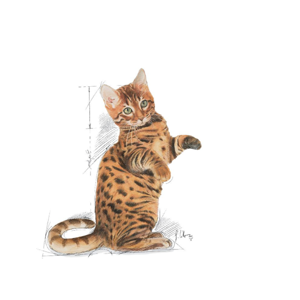 Royal Canin Kitten Sterilised Dry Cat Food Royal Canin Kitten Sterilised Dry Cat Food