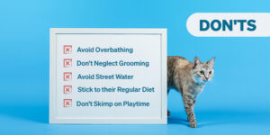 Monsoon Cat Care: Essential Do's and Don'ts