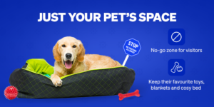Festive Frenzy? Tips to Keep Your Pet Cosy and Calm During Festive Seasons