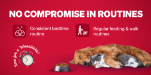 Festive Frenzy? Tips to Keep Your Pet Cosy and Calm During Festive Seasons