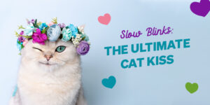 The Purr of Contentment: How Cats Show Their Love and Trust