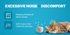 Festive Frenzy? Tips to Keep Your Pet Cosy and Calm During Festive Seasons