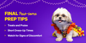 Pet’s Festive Glam Guide:  From Chic Apparel to Spa Bliss 
