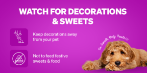 Festive Frenzy? Tips to Keep Your Pet Cosy and Calm During Festive Seasons