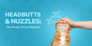 The Purr of Contentment: How Cats Show Their Love and Trust