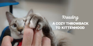 The Purr of Contentment: How Cats Show Their Love and Trust
