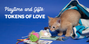 The Purr of Contentment: How Cats Show Their Love and Trust