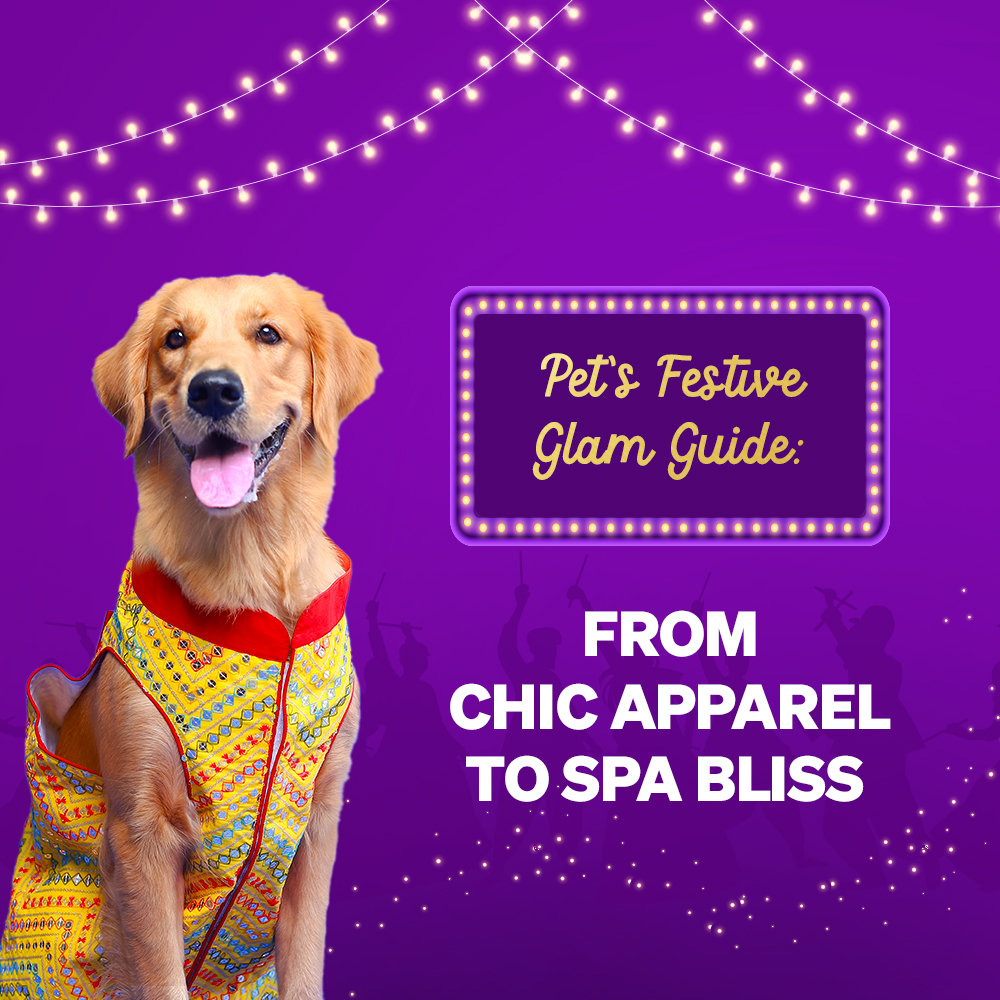 Pet’s Festive Glam Guide: From Chic Apparel to Spa Bliss