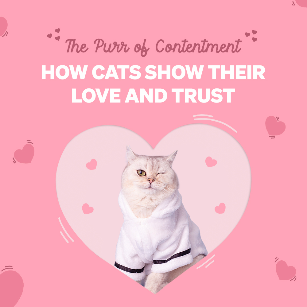 The Purr of Contentment: How Cats Show Their Love and Trust